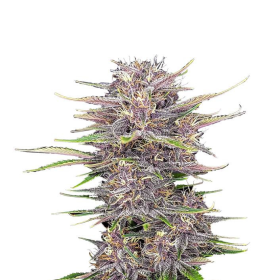 Banana Purple Punch Auto - FASTBUDS | TanieSianie.pl