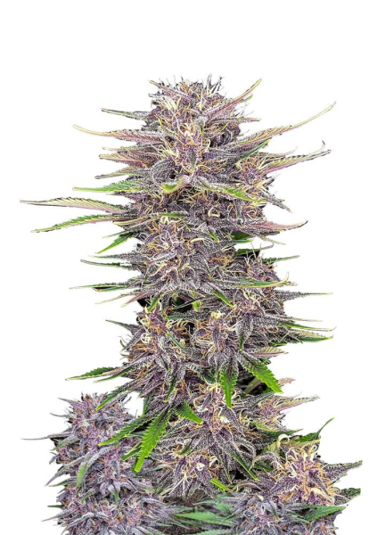 Banana Purple Punch Auto - FASTBUDS | TanieSianie.pl