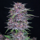 Banana Purple Punch Auto - FASTBUDS | TanieSianie.pl