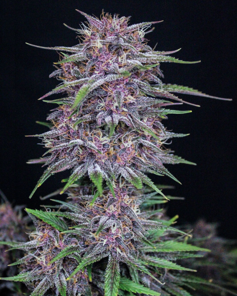 Banana Purple Punch Auto - FASTBUDS | TanieSianie.pl