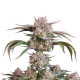 Strawberry Gorilla Auto - FASTBUDS