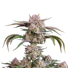 Strawberry Gorilla Auto - FASTBUDS