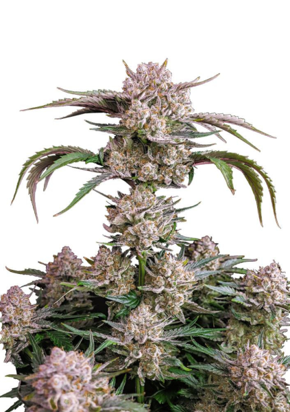 Strawberry Gorilla Auto - FASTBUDS