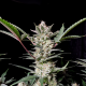 Strawberry Gorilla Auto - FASTBUDS