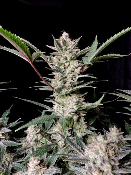 Strawberry Gorilla Auto - FASTBUDS