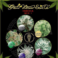 Indica Mix I - GREEN HOUSE SEEDS