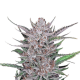 Gorilla Punch Auto - FASTBUDS