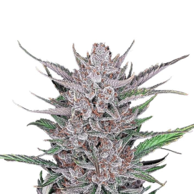 Gorilla Punch Auto - FASTBUDS