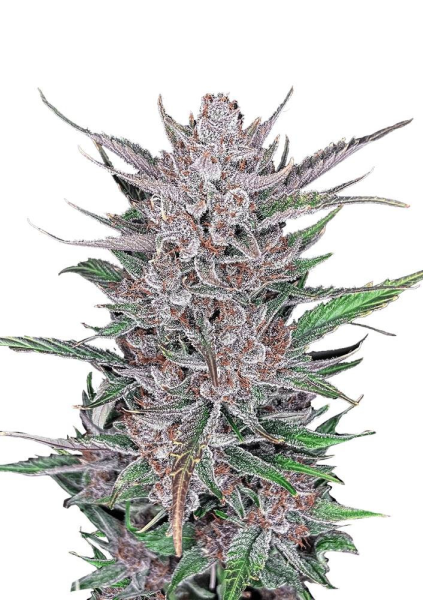 Gorilla Punch Auto - FASTBUDS
