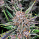 Gorilla Punch Auto - FASTBUDS