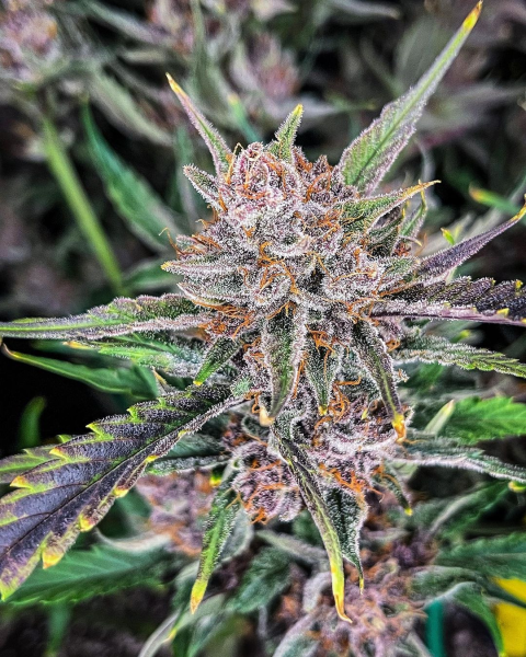 Gorilla Punch Auto - FASTBUDS