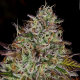 Apricot Candy - PARADISE SEEDS | TanieSianie.pl