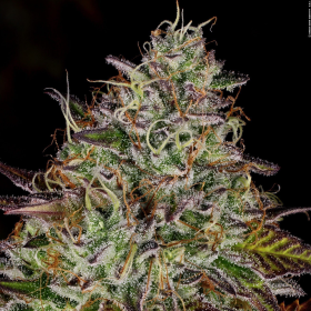 Apricot Candy - PARADISE SEEDS | TanieSianie.pl