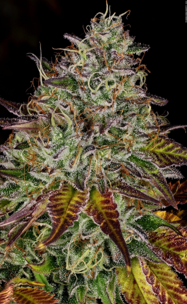 Apricot Candy - PARADISE SEEDS | TanieSianie.pl