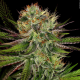 Chocolate Wafflez - PARADISE SEEDS | TanieSianie.pl