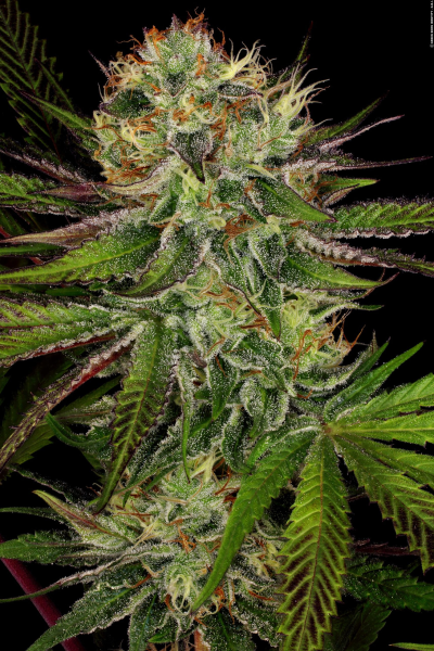 Chocolate Wafflez - PARADISE SEEDS | TanieSianie.pl