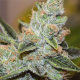 Wedding Cake x Triple OG - Vision Seeds | TanieSianie.pl