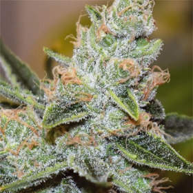 Wedding Cake x Triple OG - Vision Seeds | TanieSianie.pl
