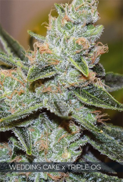 Wedding Cake x Triple OG - Vision Seeds | TanieSianie.pl