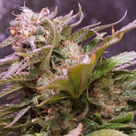 Vision Caramello Auto - VISION SEEDS | TanieSianie.pl