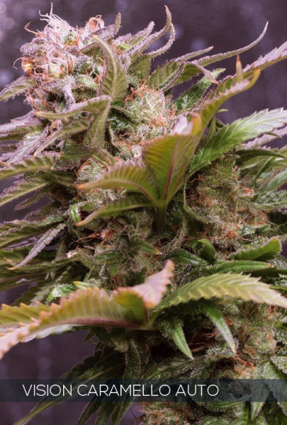 Vision Caramello Auto - VISION SEEDS | TanieSianie.pl
