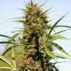 Purple Fast - BIOGENETIC | TanieSianie.pl