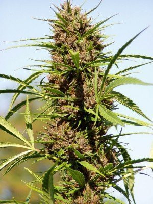 Purple Fast - BIOGENETIC | TanieSianie.pl