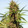 Purple Fast - BIOGENETIC