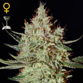 K-Train - GREEN HOUSE SEEDS | TanieSianie.pl