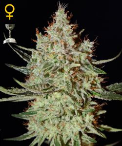 K-Train - GREEN HOUSE SEEDS | TanieSianie.pl