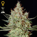K-Train - GREEN HOUSE SEEDS