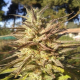 Grapefruit Cookies Fast - BIOGENETIC | TanieSianie.pl
