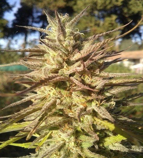 Grapefruit Cookies Fast - BIOGENETIC | TanieSianie.pl