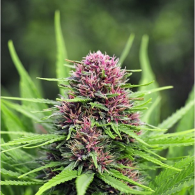Frisian Dew Fast - BIOGENETIC | TanieSianie.pl