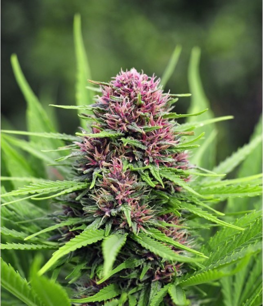 Frisian Dew Fast - BIOGENETIC | TanieSianie.pl