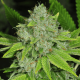 P#1 x GG Fast - BIOGENETIC | TanieSianie.pl