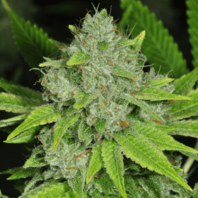P#1 x GG Fast - BIOGENETIC | TanieSianie.pl