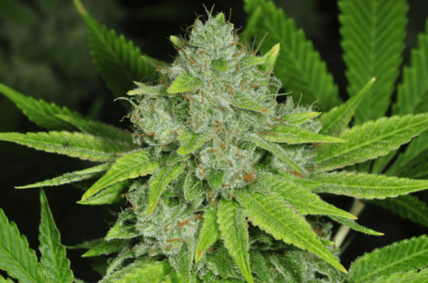 P#1 x GG Fast - BIOGENETIC | TanieSianie.pl