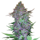 Purple Skunk Auto - SENSI SEEDS | TanieSianie.pl