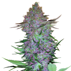 Purple Skunk Auto - SENSI SEEDS | TanieSianie.pl