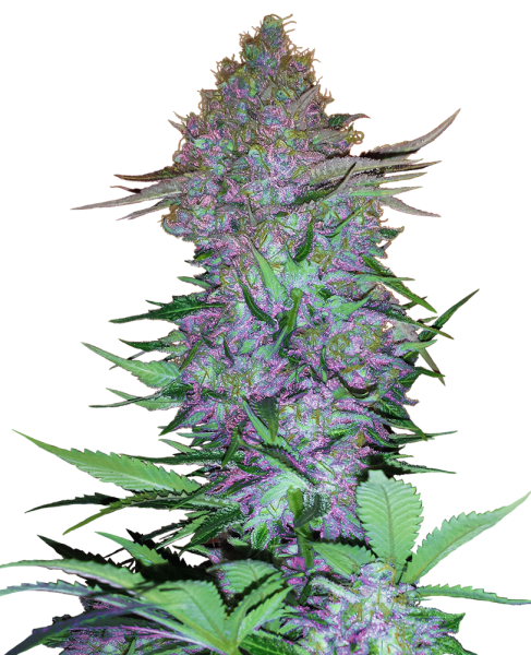 Purple Skunk Auto - SENSI SEEDS | TanieSianie.pl