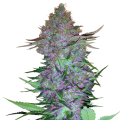 Purple Skunk Auto - SENSI SEEDS