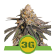 Triple G Auto - ROYAL QUEEN SEEDS | TanieSianie.pl