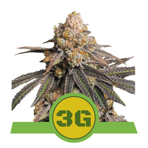 Triple G Auto - ROYAL QUEEN SEEDS | TanieSianie.pl