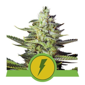 North Thunderfuck Auto - ROYAL QUEEN SEEDS | TanieSianie.pl