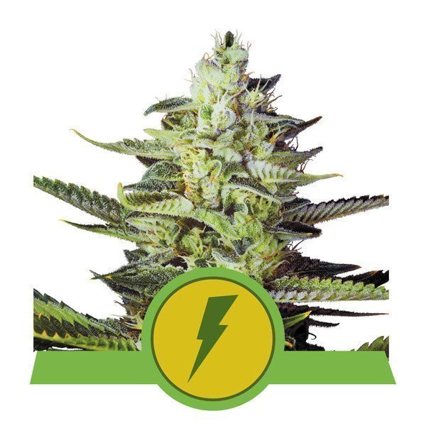 North Thunderfuck Auto - ROYAL QUEEN SEEDS | TanieSianie.pl