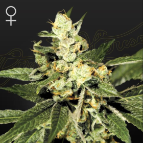 Train Wreck - GREEN HOUSE SEEDS | TanieSianie.pl