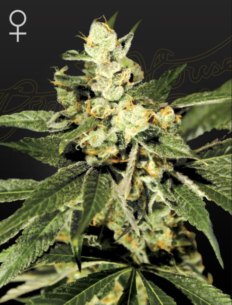 Train Wreck - GREEN HOUSE SEEDS | TanieSianie.pl
