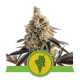Cookies Gelato Auto - ROYAL QUEEN SEEDS | TanieSianie.pl