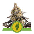 Cookies Gelato Auto - ROYAL QUEEN SEEDS